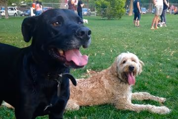 Dayland Dog Park photo 1